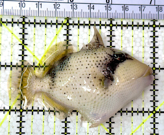Yellowmargin Triggerfish YT012602 WYSIWYG Size: M 3.25"