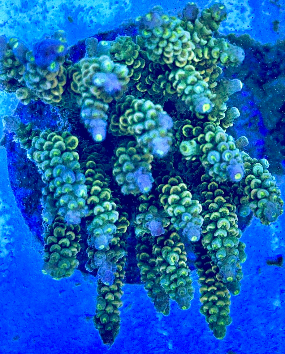Java Maricultured Acropora Mother Colony JMAMC020204 WYSIWYG Size: M L 3" x H 3"x W 4"