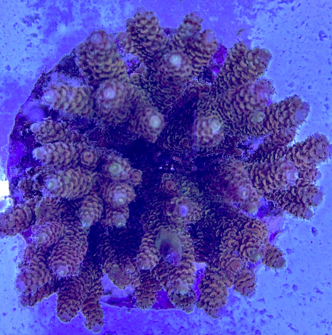 Java Maricultured Acropora Mother Colony JMAMC020210 WYSIWYG Size: M L 3" x H 3"x W 4"