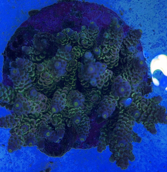 Java Maricultured Acropora Mother Colony JMAMC020401 WYSIWYG Size: M L 3" x H 3"x W 4"