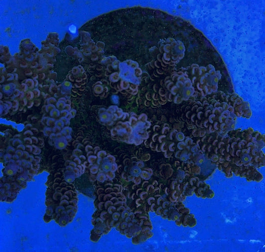 Java Maricultured Acropora Mother Colony JMAMC020403 WYSIWYG Size: M L 3" x H 3"x W 4" - Violet Aquarium 