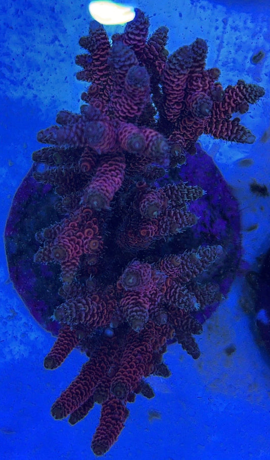 Java Maricultured Acropora Mother Colony JMAMC020404 WYSIWYG Size: M L 3" x H 3"x W 4"