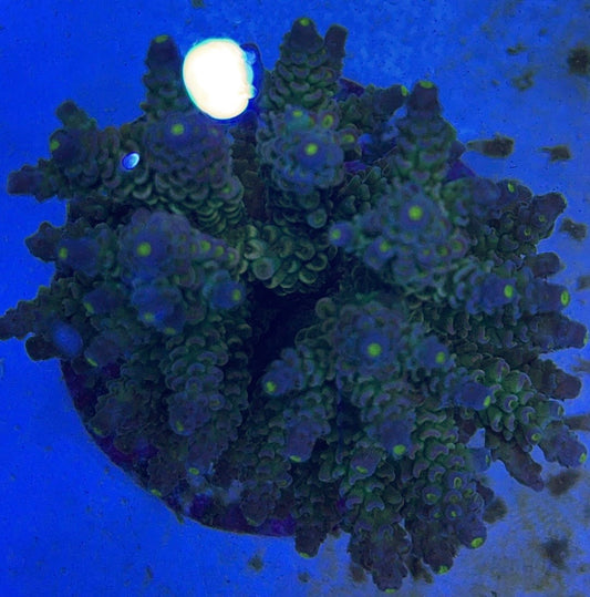 Java Maricultured Acropora Mother Colony JMAMC020405 WYSIWYG Size: M L 3" x H 3"x W 4"