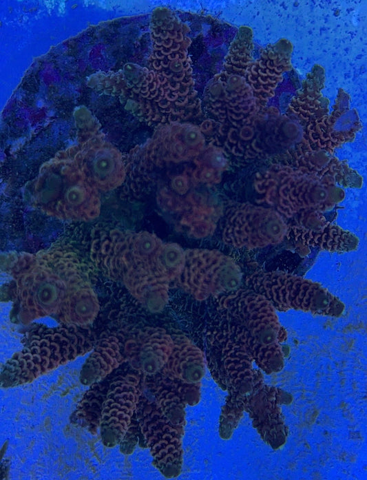 Java Maricultured Acropora Mother Colony JMAMC020406 WYSIWYG Size: M L 3" x H 3"x W 4"