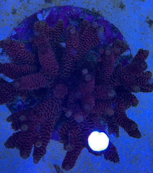 Java Maricultured Acropora Mother Colony JMAMC020408 WYSIWYG Size: M L 3" x H 3"x W 4"
