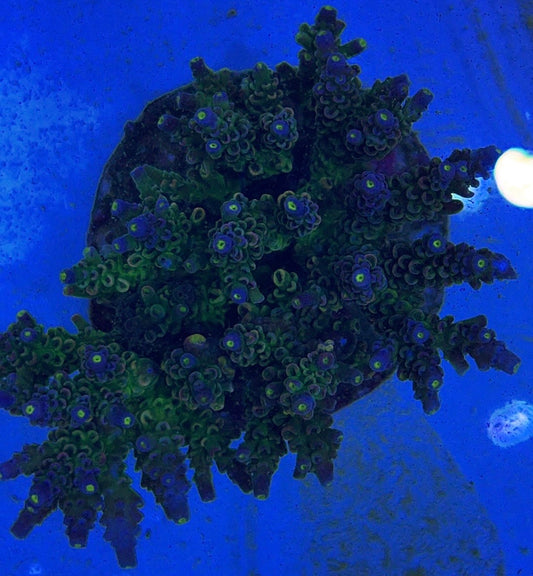 Java Maricultured Acropora Mother Colony JMAMC020409 WYSIWYG Size: M L 3" x H 3"x W 4"