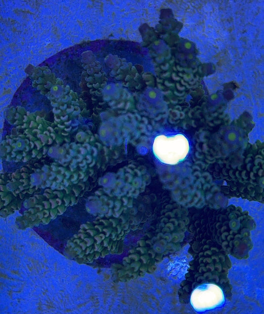 Java Maricultured Acropora Mother Colony JMAMC0204010 WYSIWYG Size: M L 3" x H 3"x W 4"