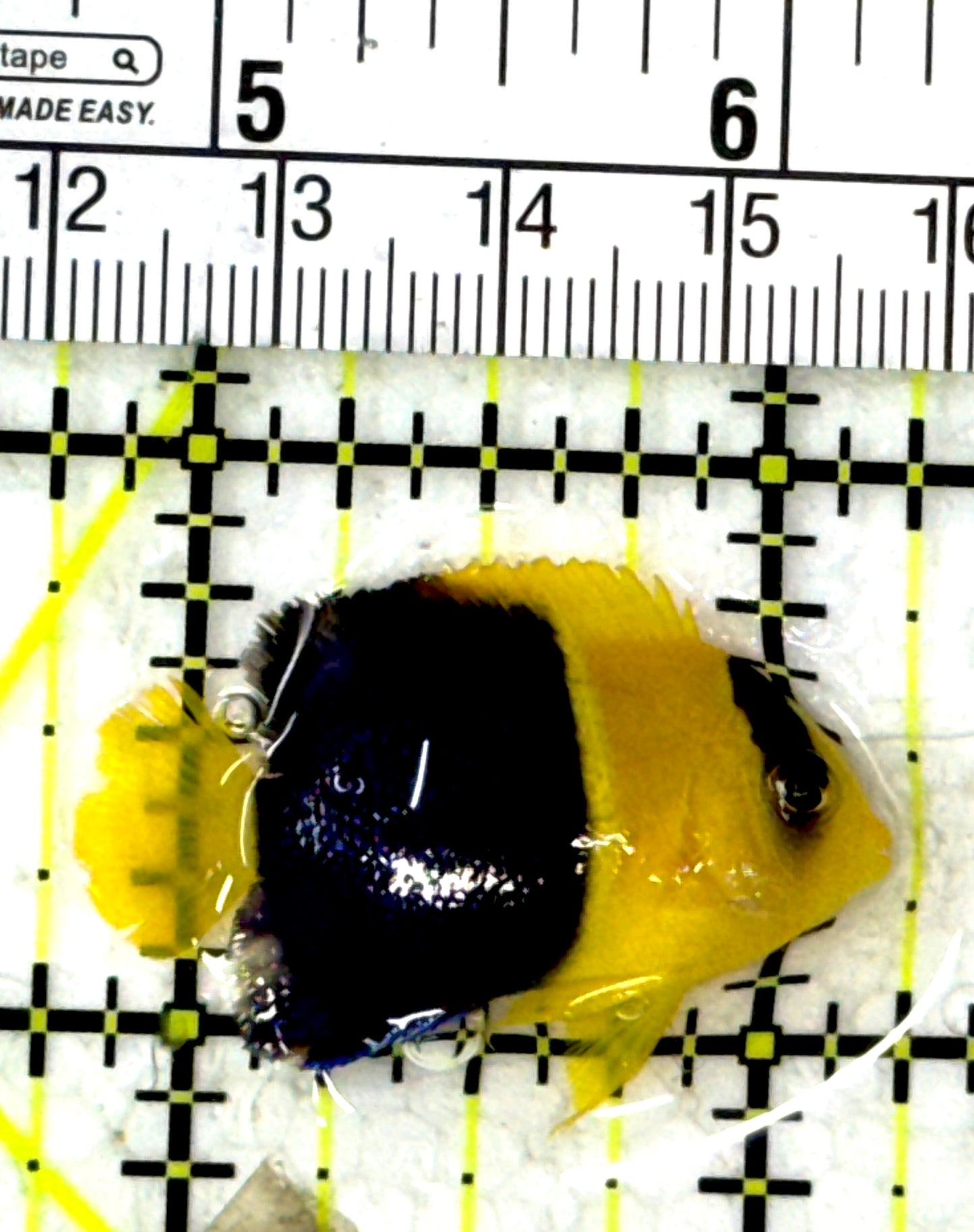 Bicolor Angelfish BA012002 WYSIWYG Size: S 1.25" approx