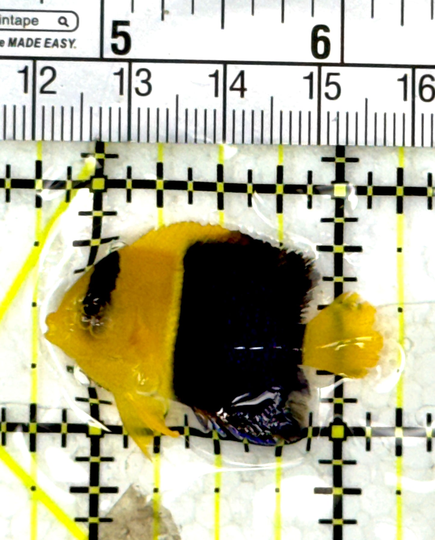 Bicolor Angelfish BA012002 WYSIWYG Size: S 1.25" approx