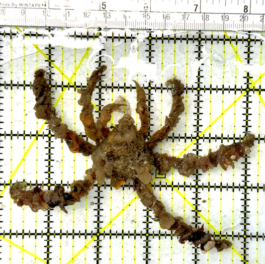 Decorater Spider Crab DSC012101 WYSIWYG Size: XL 5" approx