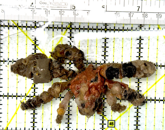 Decorater Spider Crab DSC012103 WYSIWYG Size: XL 4.25" approx