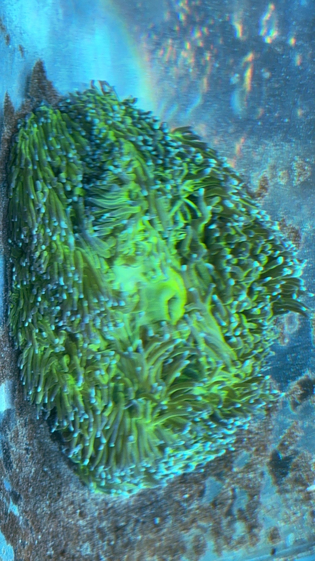 Nuclear Neon Ritteri Anemone WYSIWYG GRNRT020701 Size: XXL/Show Size 12" Appro - Violet Aquarium 