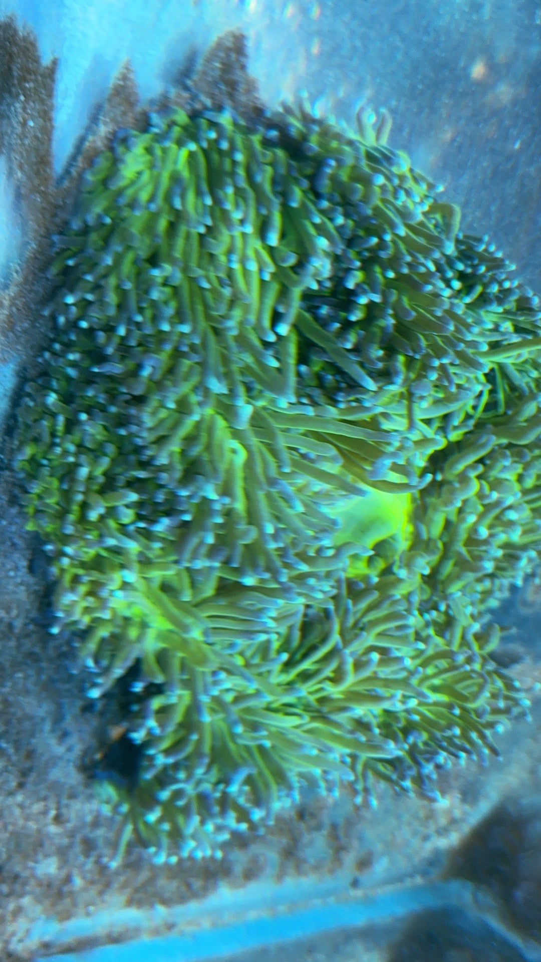 Nuclear Neon Ritteri Anemone WYSIWYG GRNRT020701 Size: XXL/Show Size 12" Appro - Violet Aquarium 