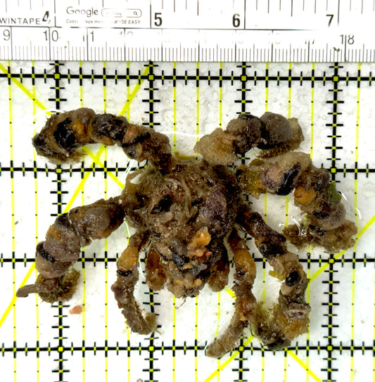 Decorater Spider Crab DSC012105 WYSIWYG Size: L 3.75" approx