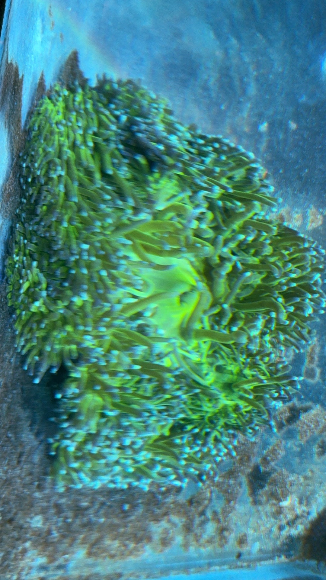 Nuclear Neon Ritteri Anemone WYSIWYG GRNRT020701 Size: XXL/Show Size 12" Appro - Violet Aquarium 