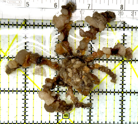 Decorater Spider Crab DSC012107 WYSIWYG Size: L 3.75" approx
