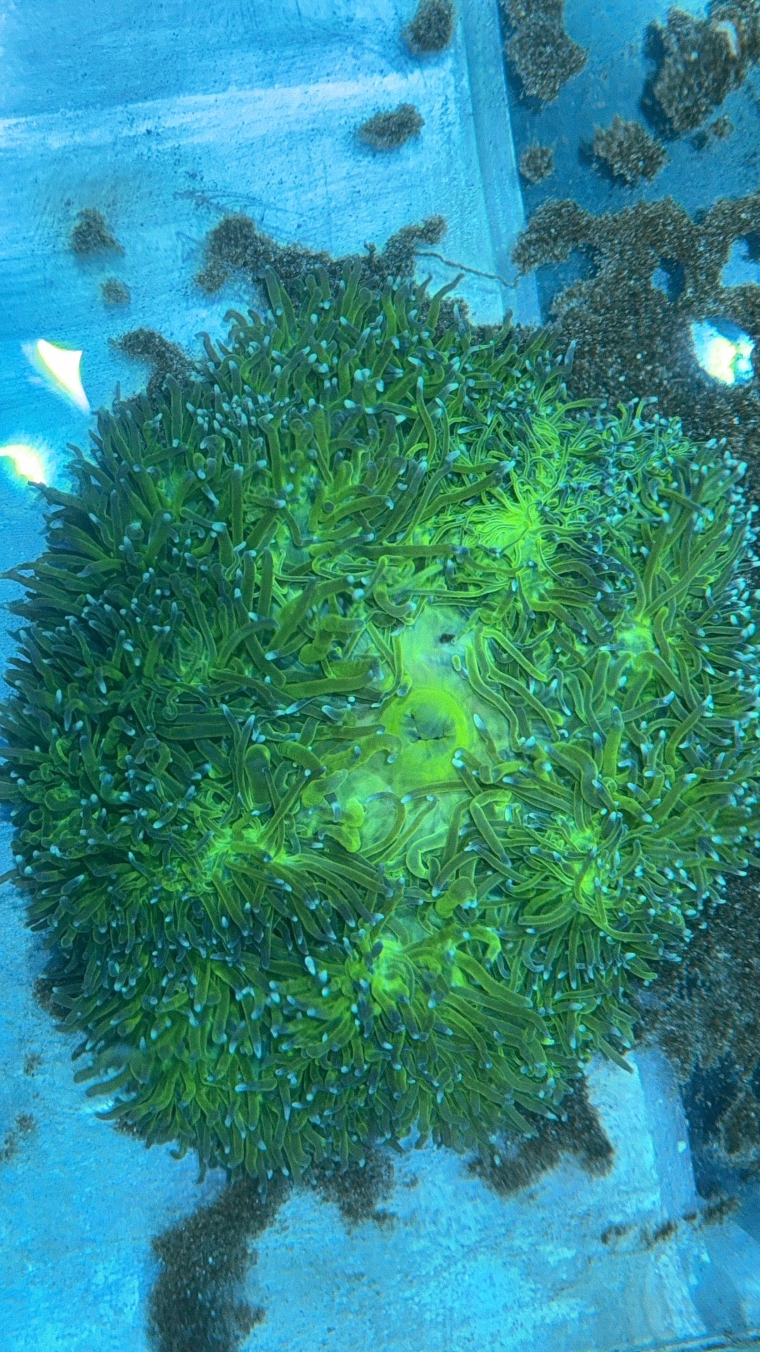 Nuclear Neon Ritteri Anemone WYSIWYG GRNRT020701 Size: XXL/Show Size 12" Appro - Violet Aquarium 