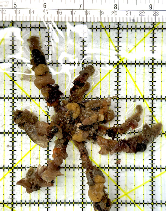 Decorater Spider Crab DSC012108 WYSIWYG Size: XL 4.25" approx