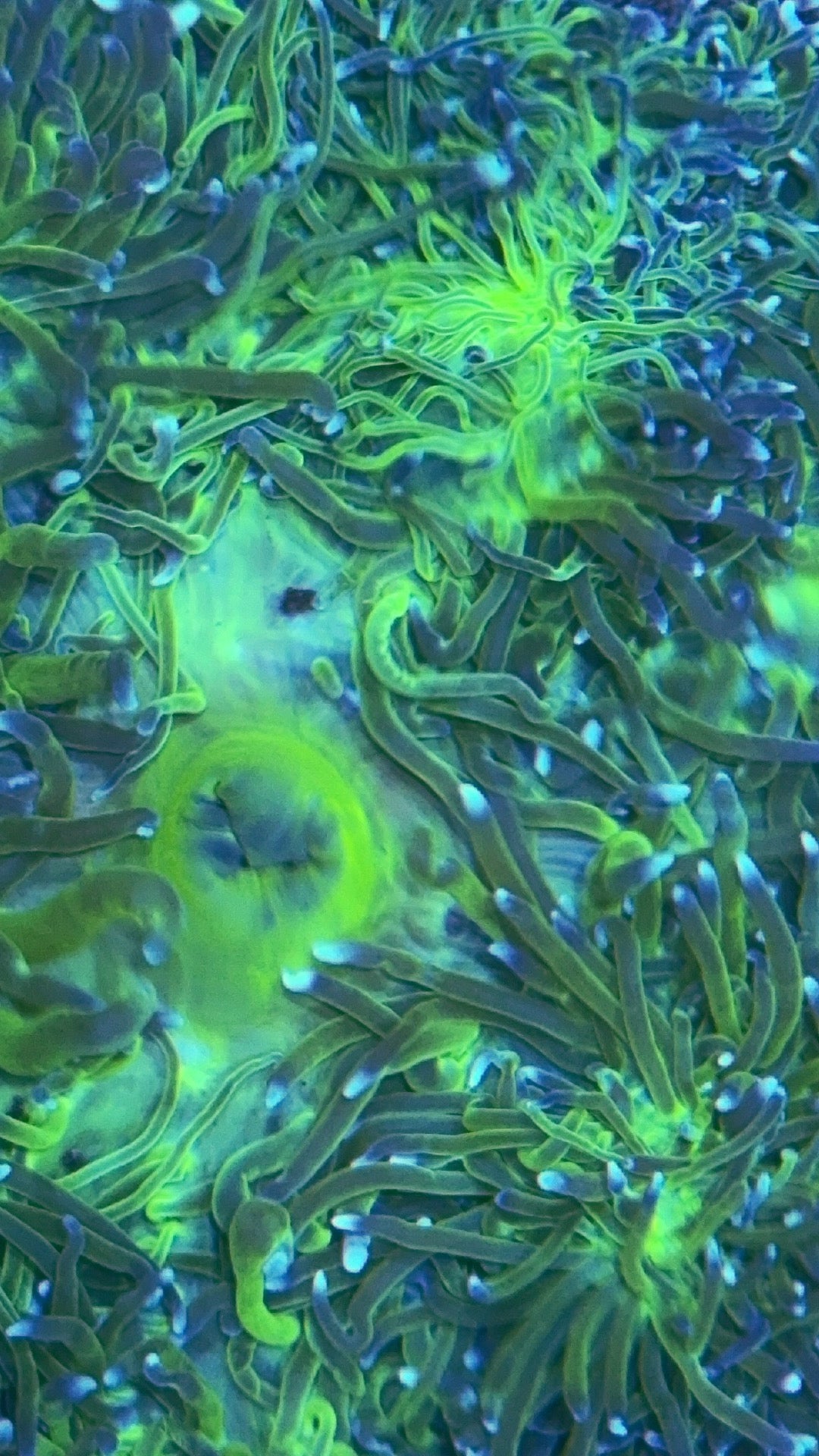 Nuclear Neon Ritteri Anemone WYSIWYG GRNRT020701 Size: XXL/Show Size 12" Appro - Violet Aquarium 