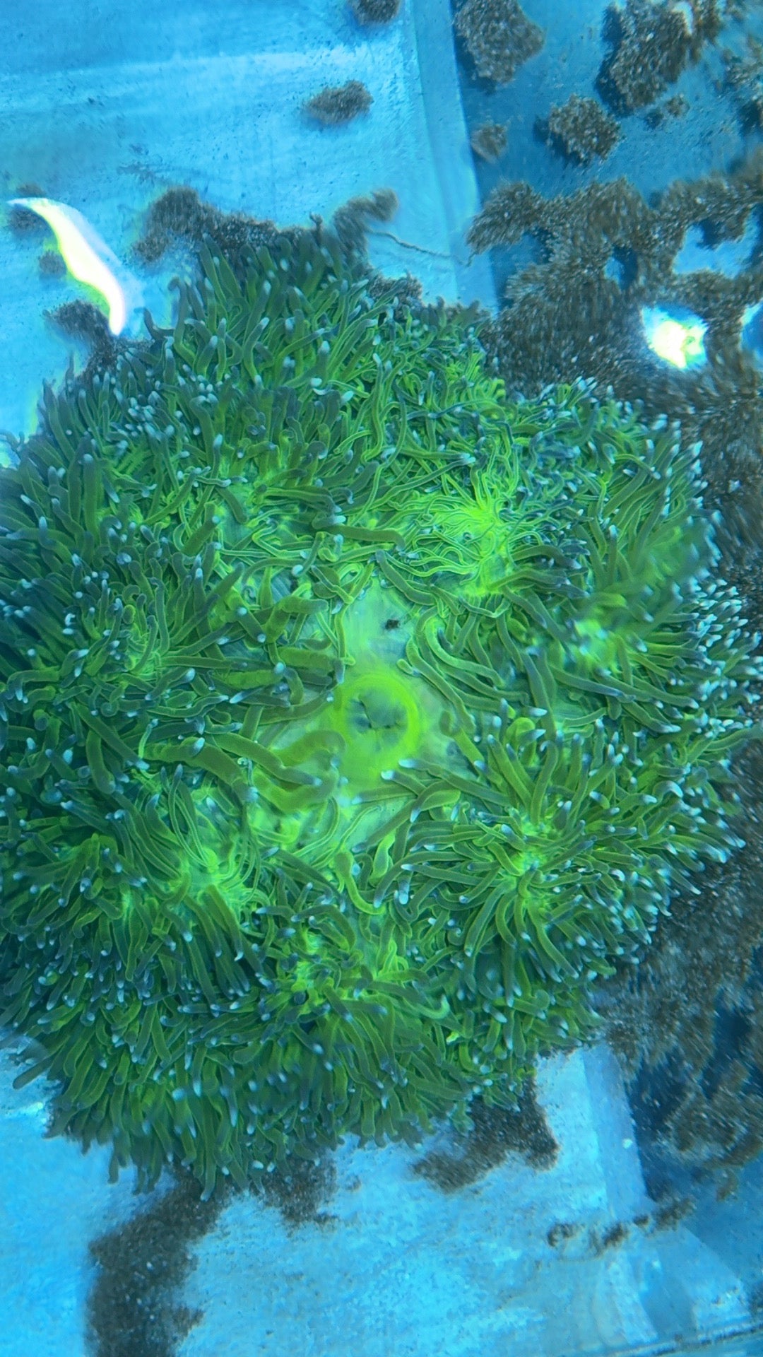 Nuclear Neon Ritteri Anemone WYSIWYG GRNRT020701 Size: XXL/Show Size 12" Appro - Violet Aquarium 