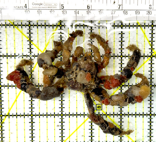 Decorater Spider Crab DSC012109 WYSIWYG Size: XL 4.75" approx