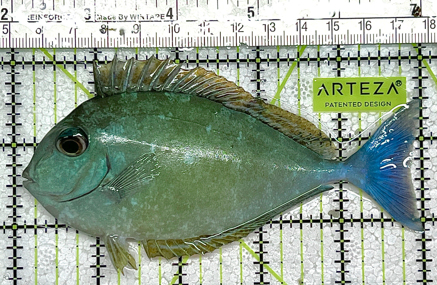 Black Tongue Blue Tail Unicorn Tang BTBTUT111702 WYSIWYG Size: ML 5" approx