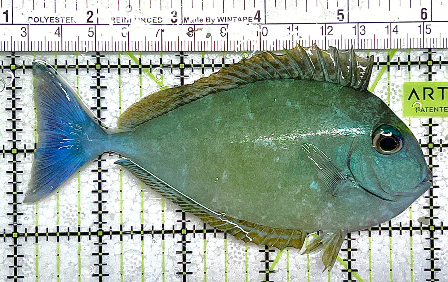 Black Tongue Blue Tail Unicorn Tang BTBTUT111702 WYSIWYG Size: ML 5" approx
