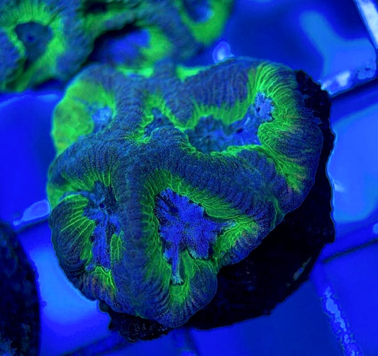 Purple/Neon Platygyra PNP051002 WYSIWYG