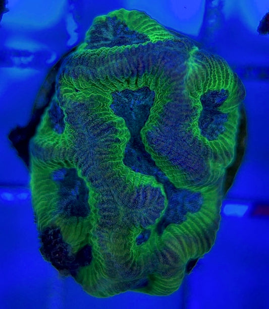 Purple/Neon Platygyra PNP051004 WYSIWYG