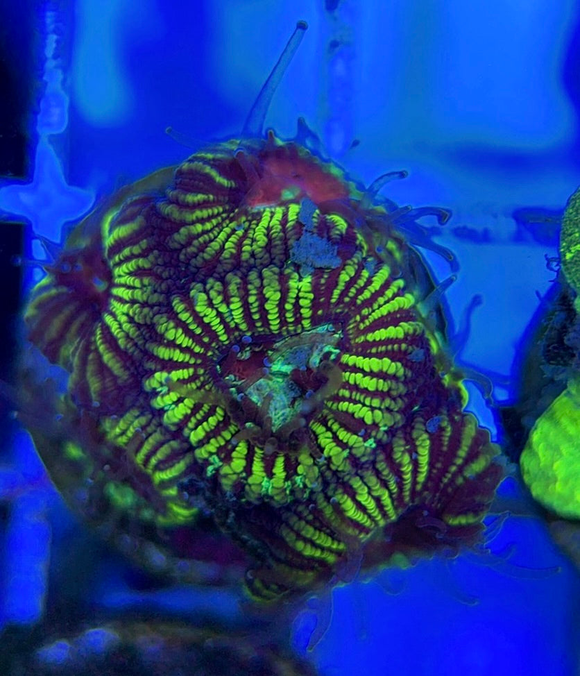Pin Striped Neon Favia PSNF051004 WYSIWYG