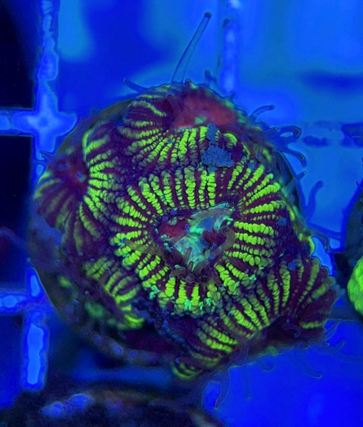 Pin Striped Neon Favia PSNF051004 WYSIWYG