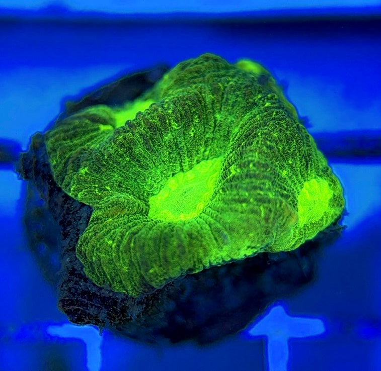 Aussie Ultra Neon Favia AUNF051001 WYSIWYG