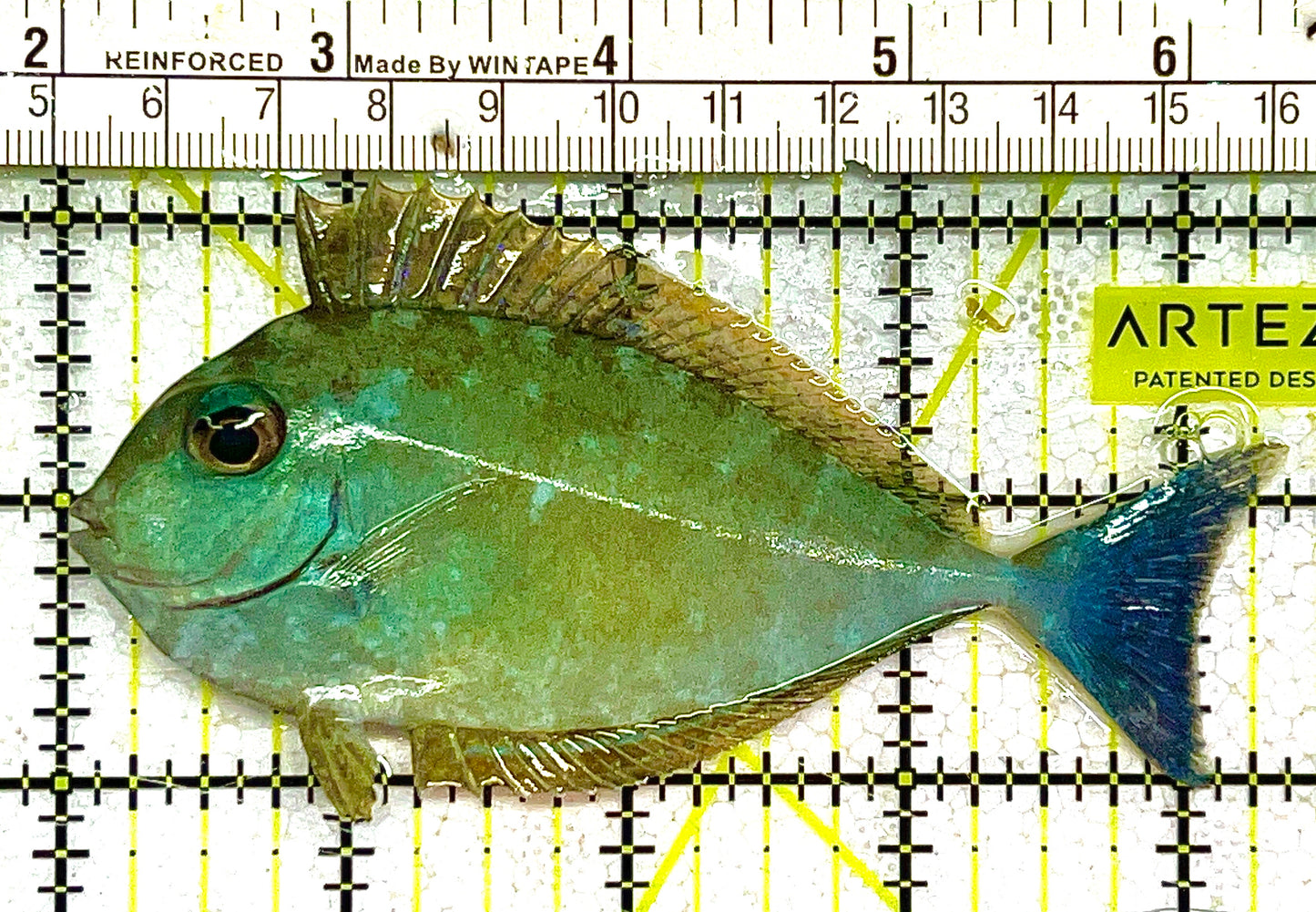 Black Tongue Blue Tail Unicorn Tang BTBTUT111703 WYSIWYG Size: ML 4" approx