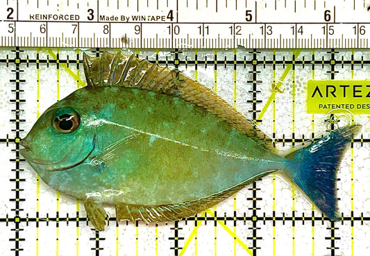 Black Tongue Blue Tail Unicorn Tang BTBTUT111703 WYSIWYG Size: ML 4" approx
