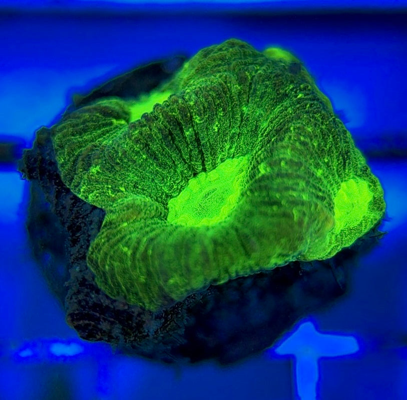 Aussie Ultra Neon Favia AUNF051001 WYSIWYG