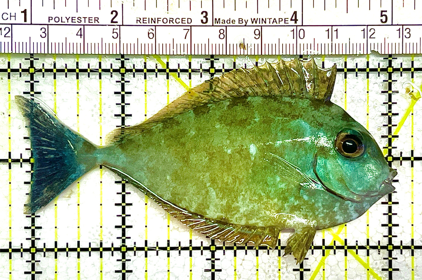 Black Tongue Blue Tail Unicorn Tang BTBTUT111703 WYSIWYG Size: ML 4" approx