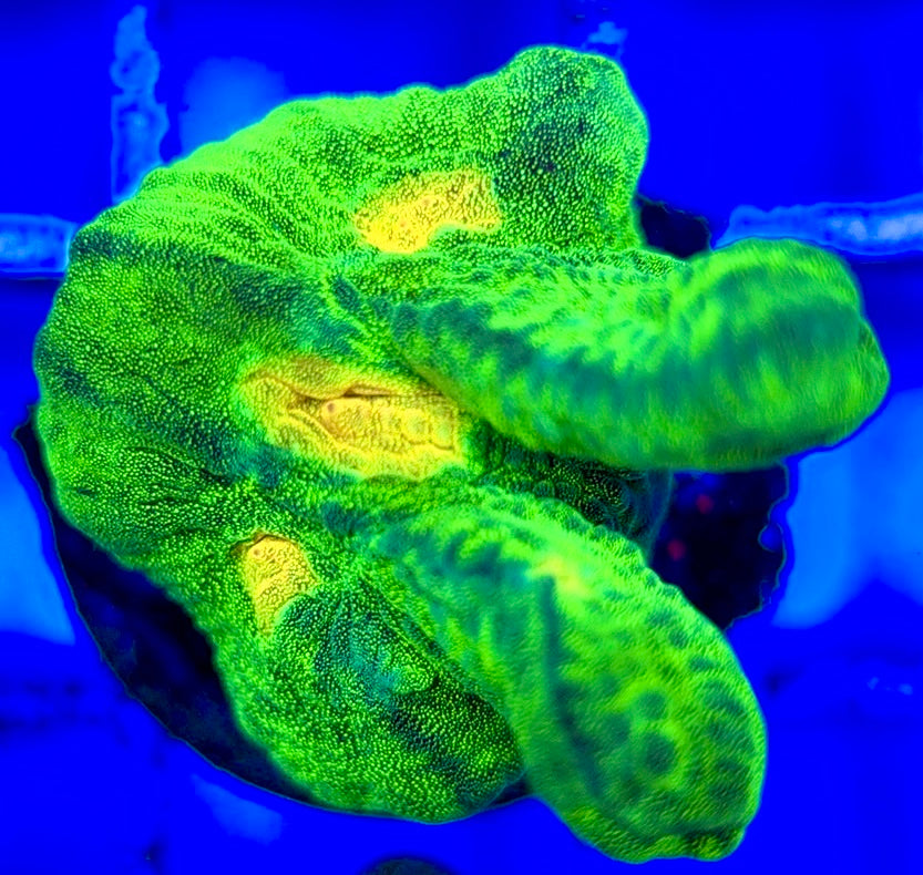 Space Invader Pectinia (Aquacultured) SIP051002 WYSIWYG