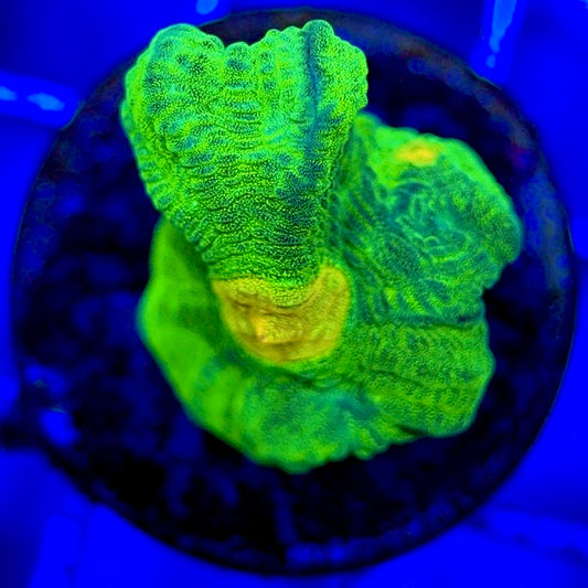 Space Invader Pectinia (Aquacultured) SIP051003 WYSIWYG