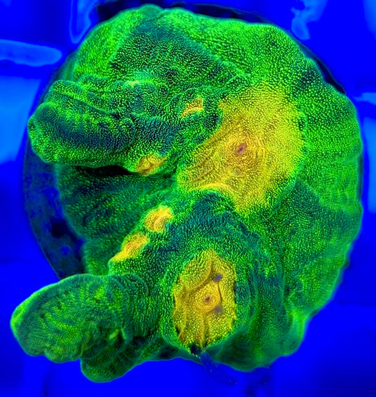 Space Invader Pectinia (Aquacultured) SIP051004 WYSIWYG