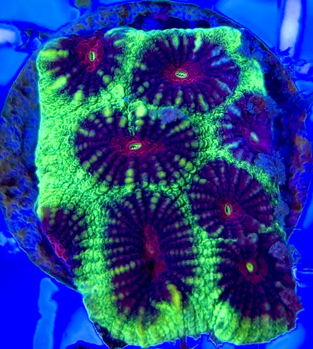 Red Eye Favia REF051003 WYSIWYG