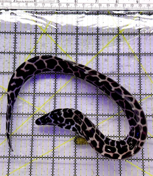 Tessellata Eel TE013101 WYSIWYG Size: L 16"