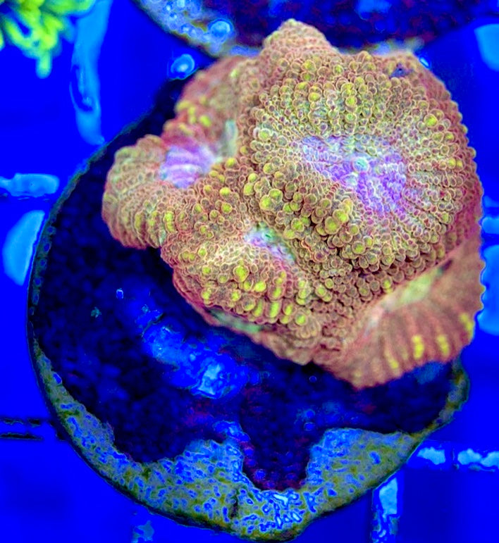 Aussie Ultra Pink Favia AUP051002 WYSIWYG