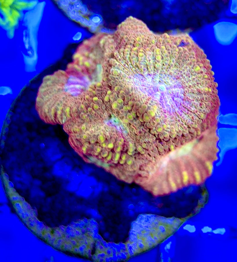 Aussie Ultra Pink Favia AUP051002 WYSIWYG