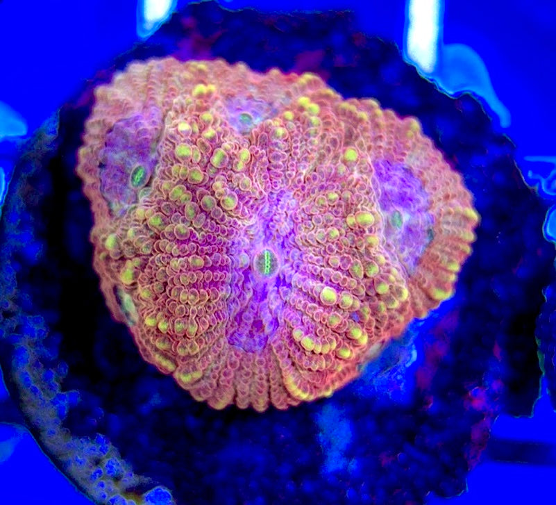 Aussie Ultra Pink Favia AUP051003 WYSIWYG