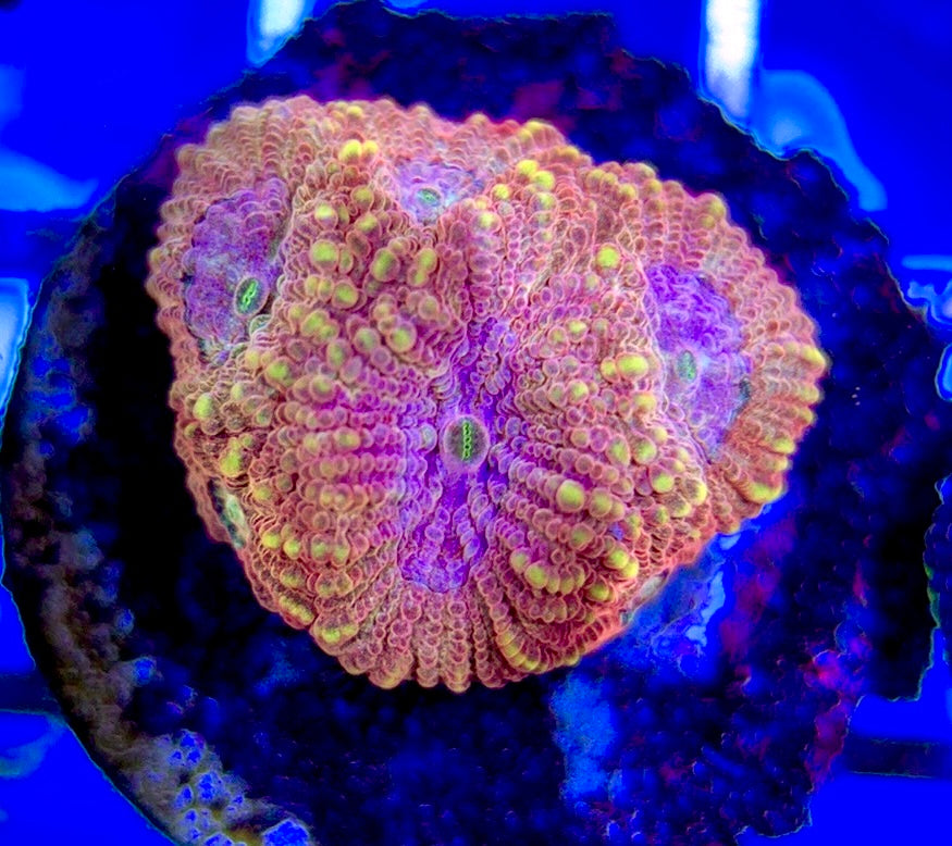Aussie Ultra Pink Favia AUP051003 WYSIWYG