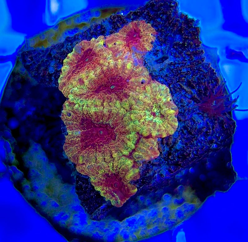 Aussie Ultra Pink Favia AUP051004 WYSIWYG