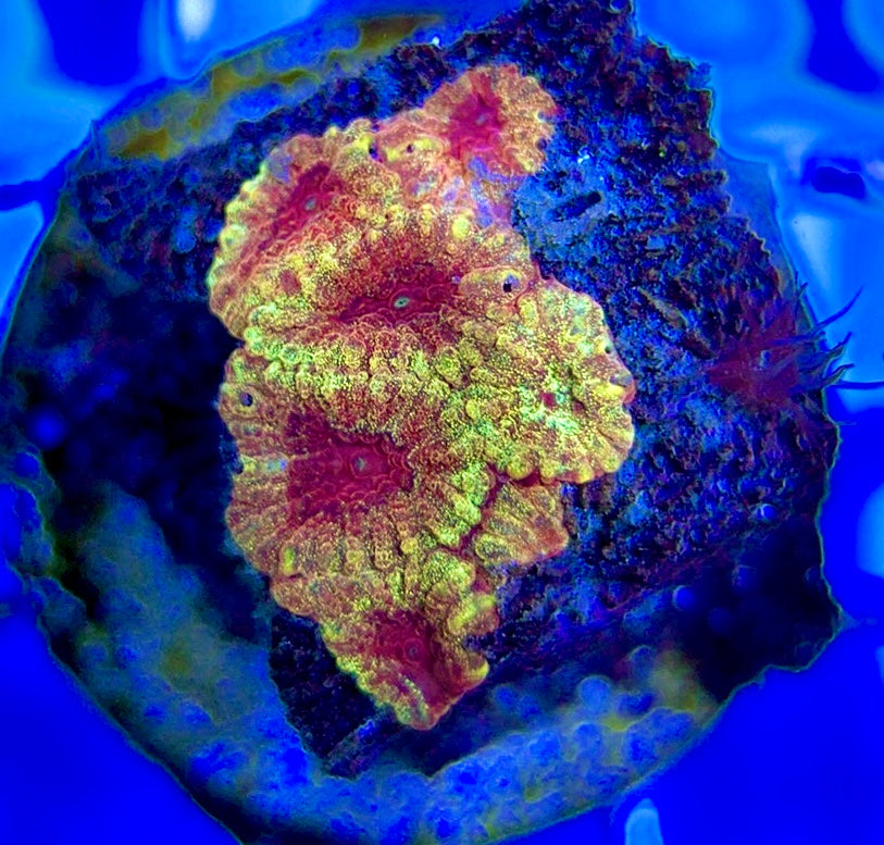 Aussie Ultra Pink Favia AUP051004 WYSIWYG