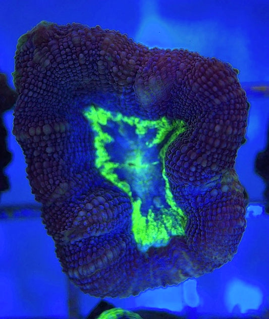 Aussie Acan Bowerbanki AAB051001 WYSIWYG