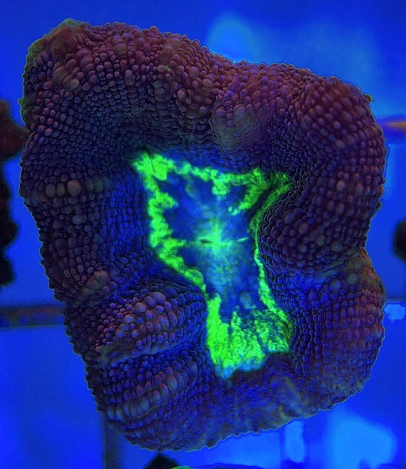 Aussie Acan Bowerbanki AAB051001 WYSIWYG