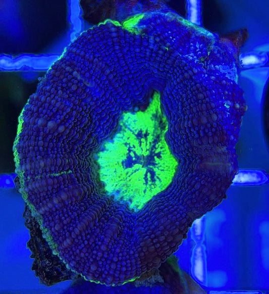 Aussie Acan Bowerbanki AAB051003 WYSIWYG